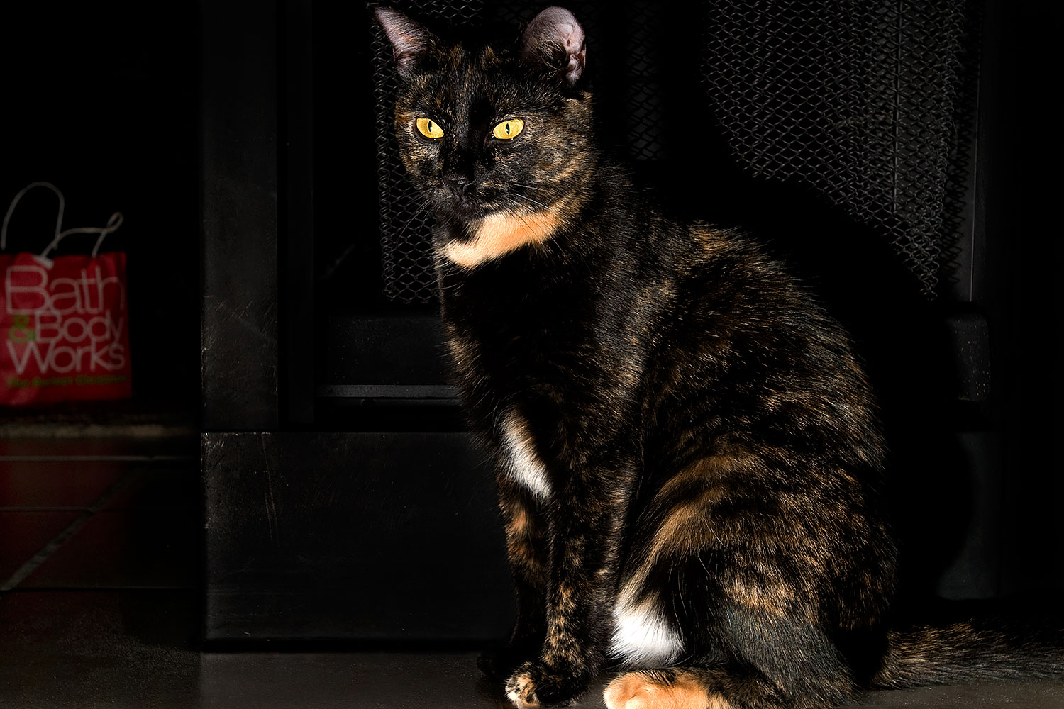 2009-01-04-tempe-sarafina-72244