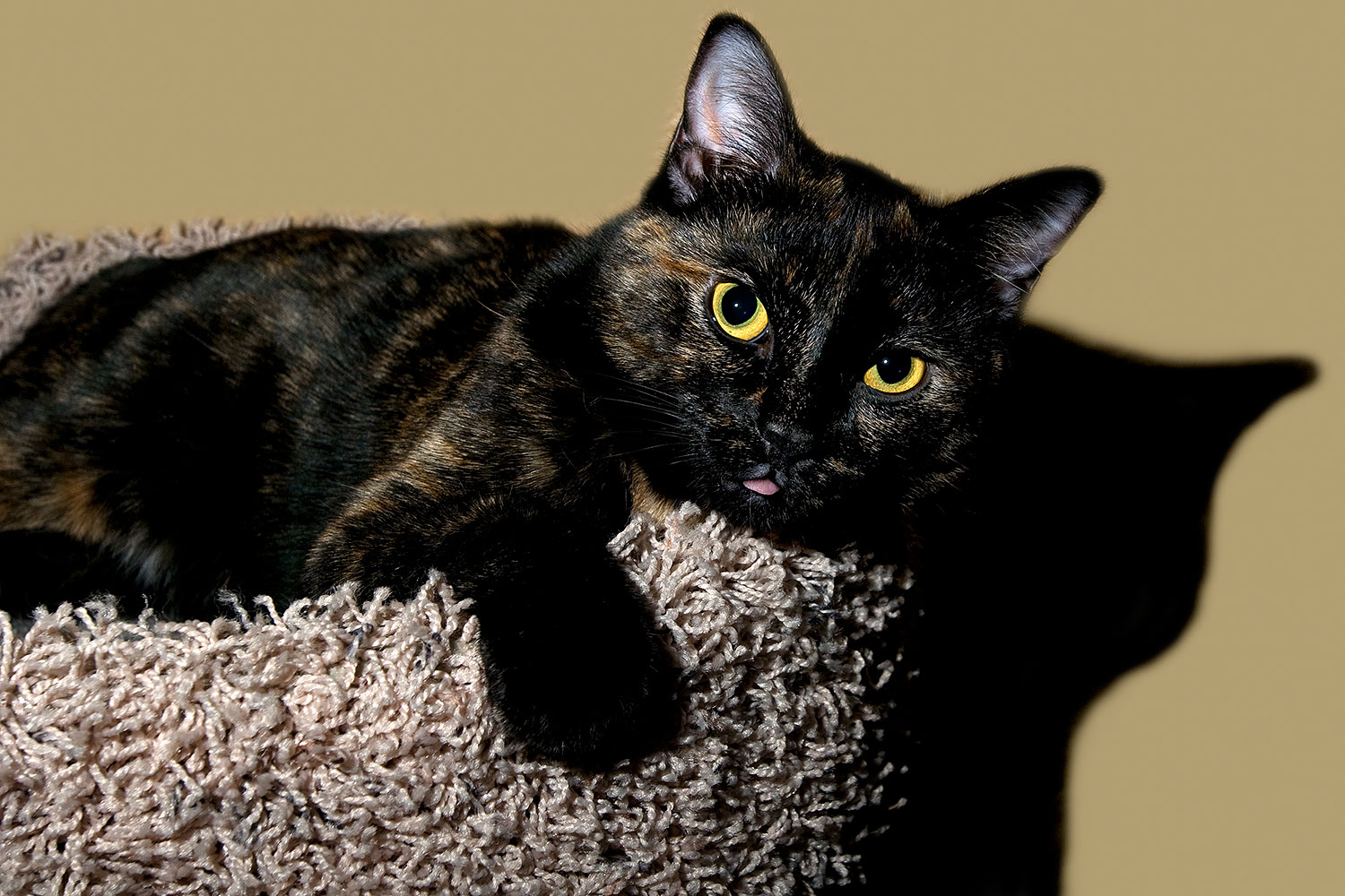 2009-01-04-tempe-sarafina-72397