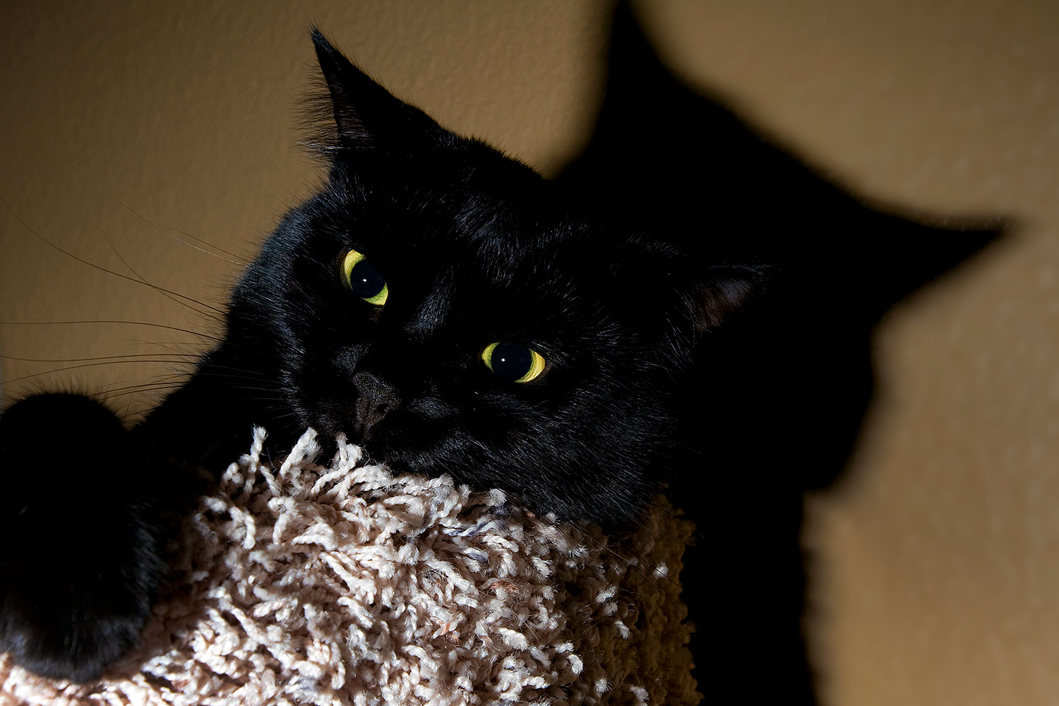 2009-01-06-tempe-hanna-72973