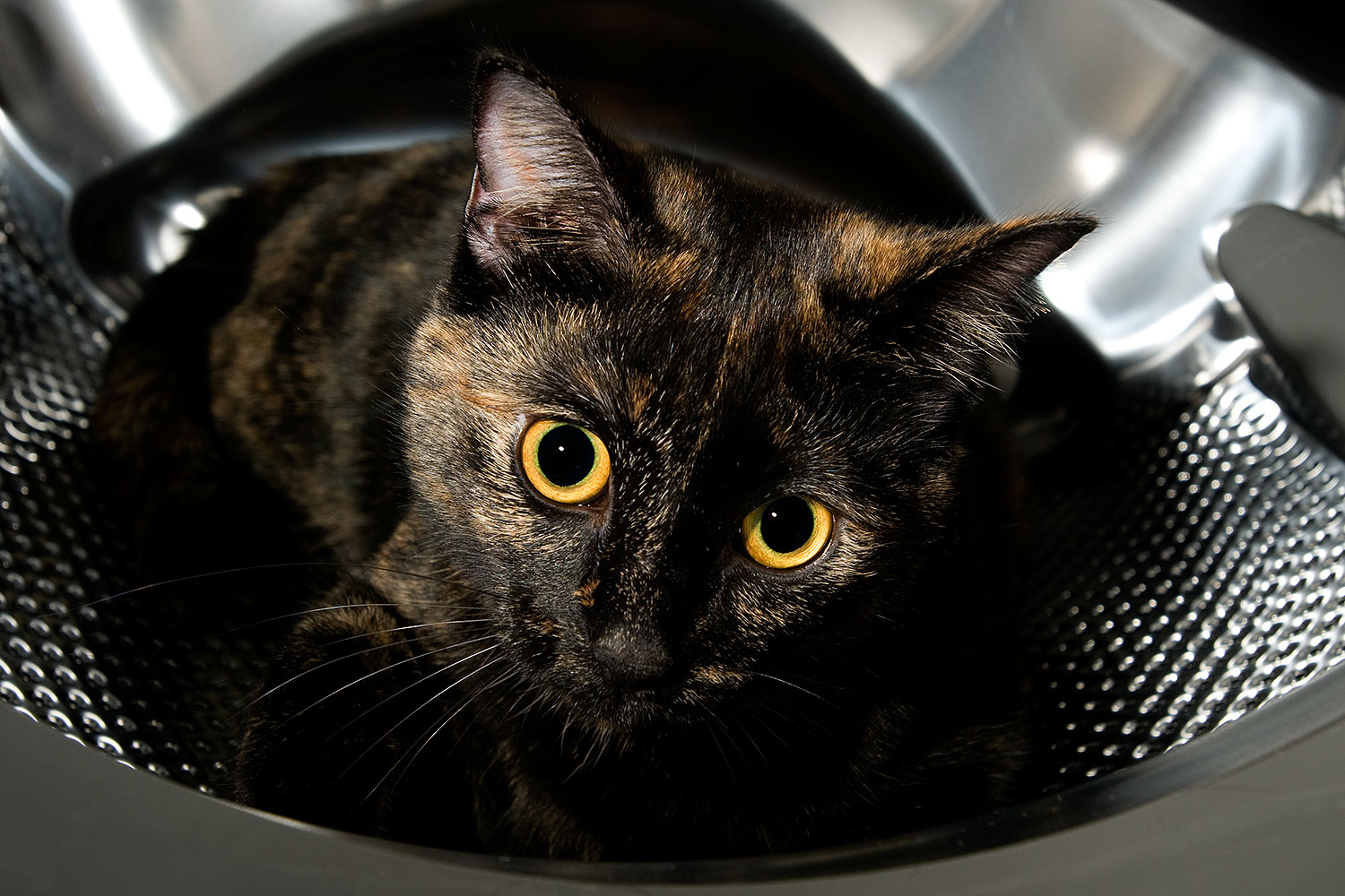 2009-01-06-tempe-sarafina-73089