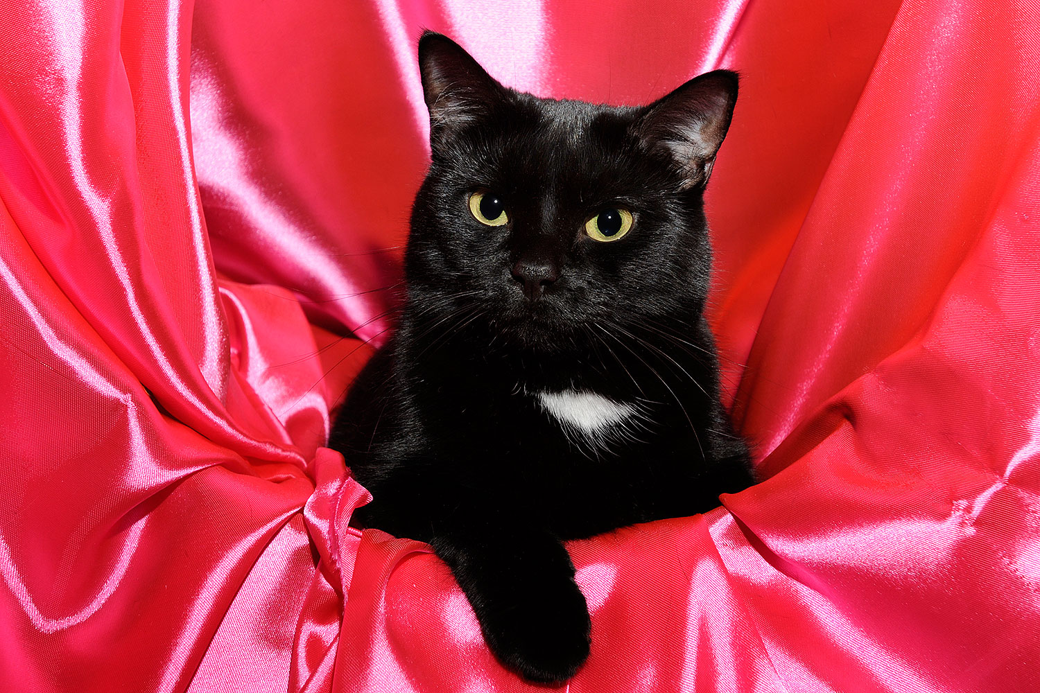 2009-01-07-tempe-hanna-73448