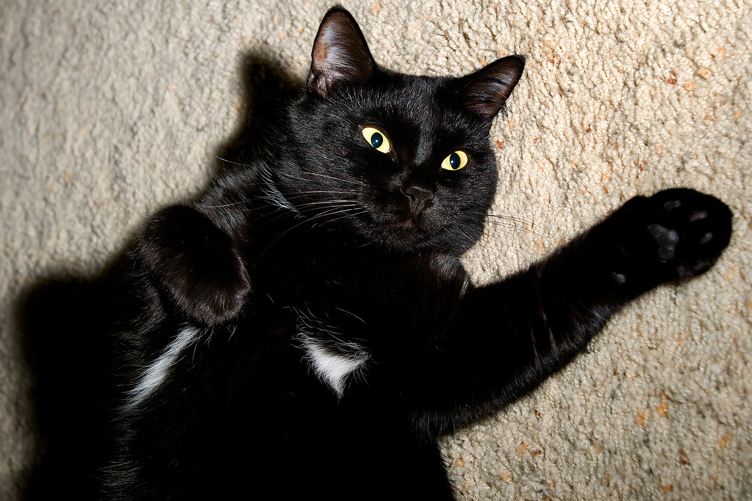 2009-01-07-tempe-hanna-73560