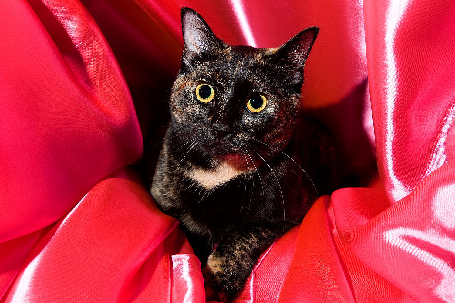 2009-01-07-tempe-sarafina-73333