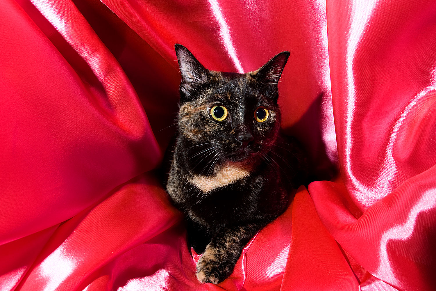 2009-01-07-tempe-sarafina-73339