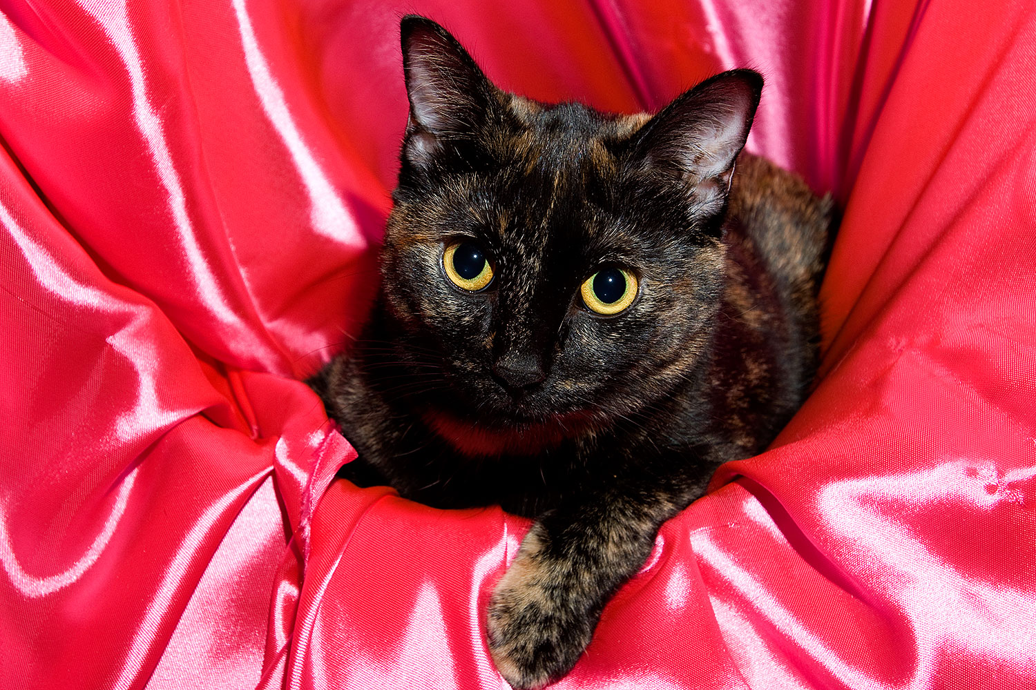 2009-01-07-tempe-sarafina-73455