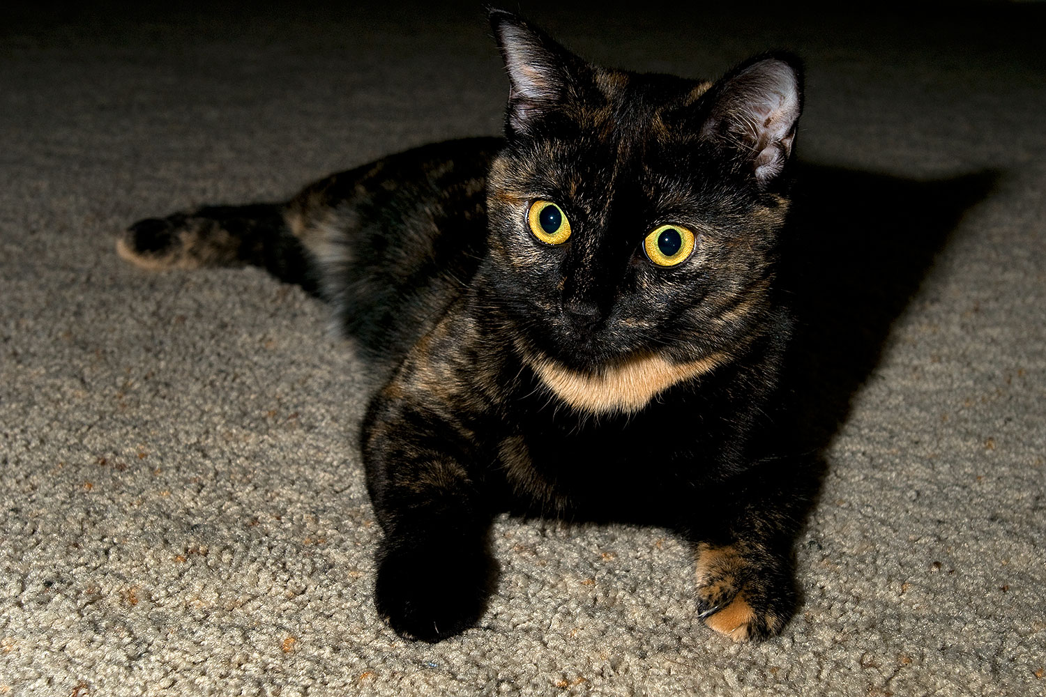 2009-01-07-tempe-sarafina-73472