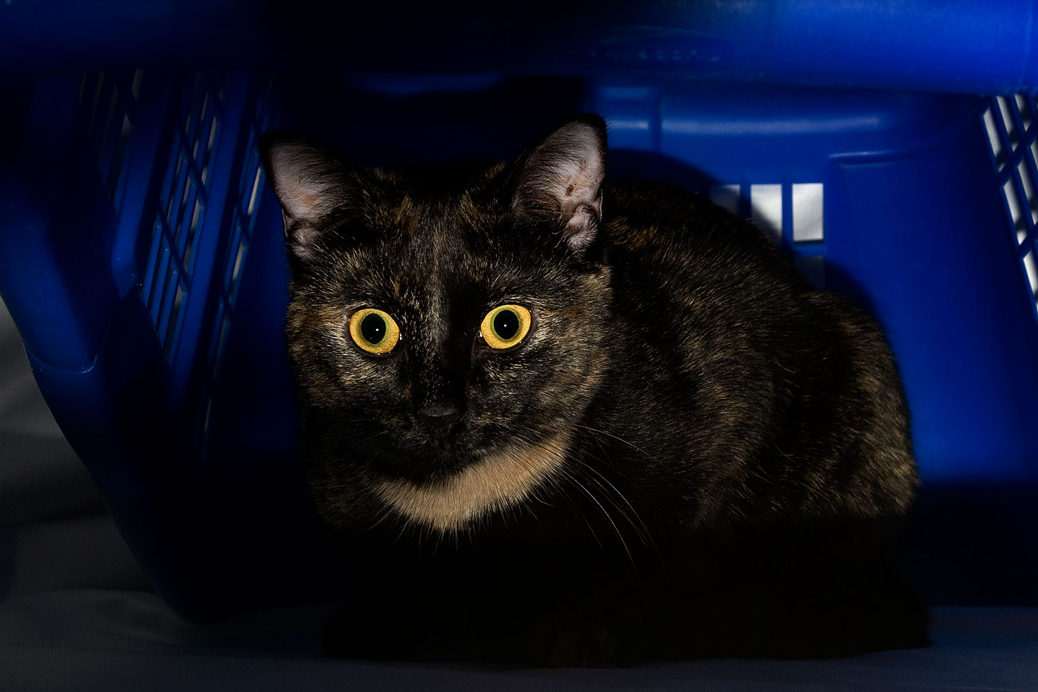 2009-01-08-tempe-saraphina-73756