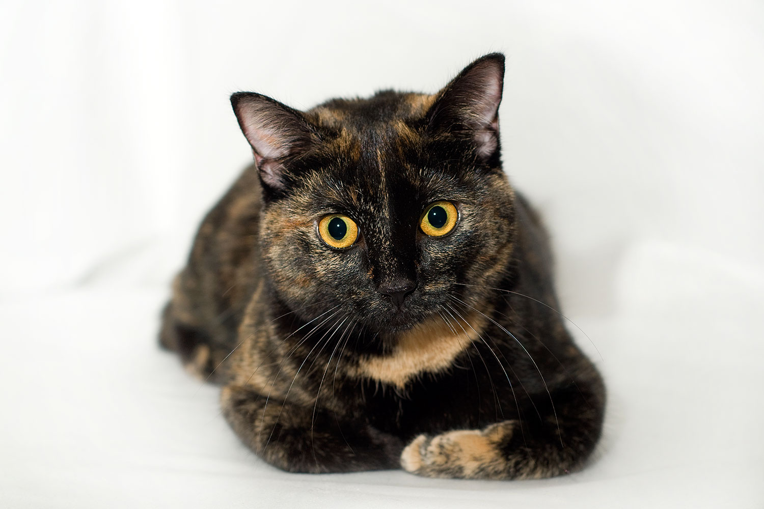 2009-01-13-tempe-saraphina-75171