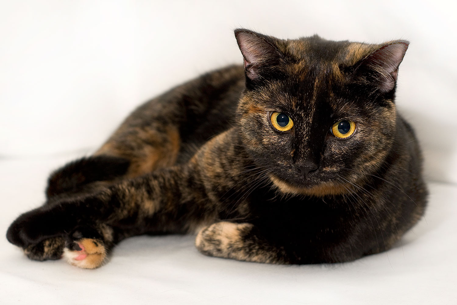 2009-01-13-tempe-saraphina-75179