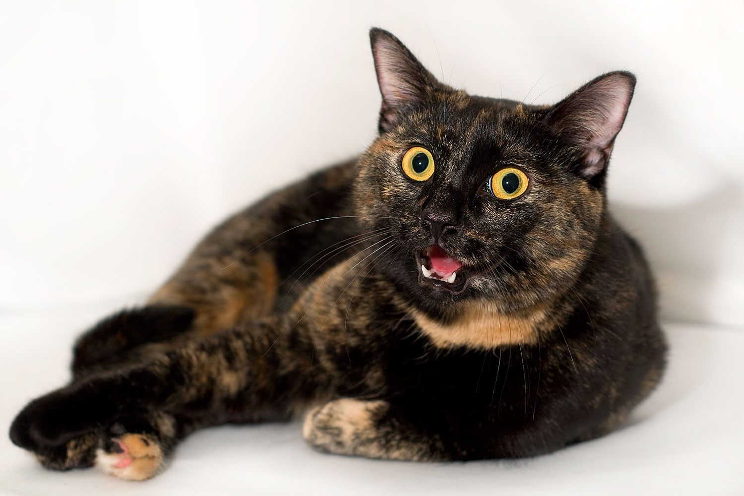 2009-01-13-tempe-saraphina-75182