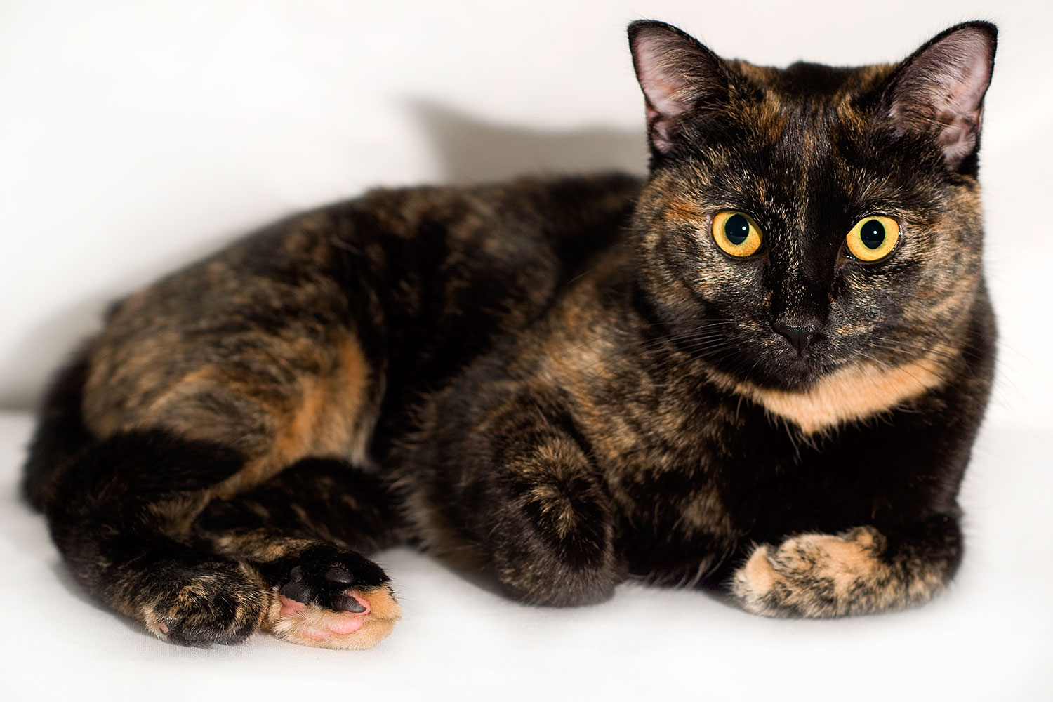 2009-01-13-tempe-saraphina-75202