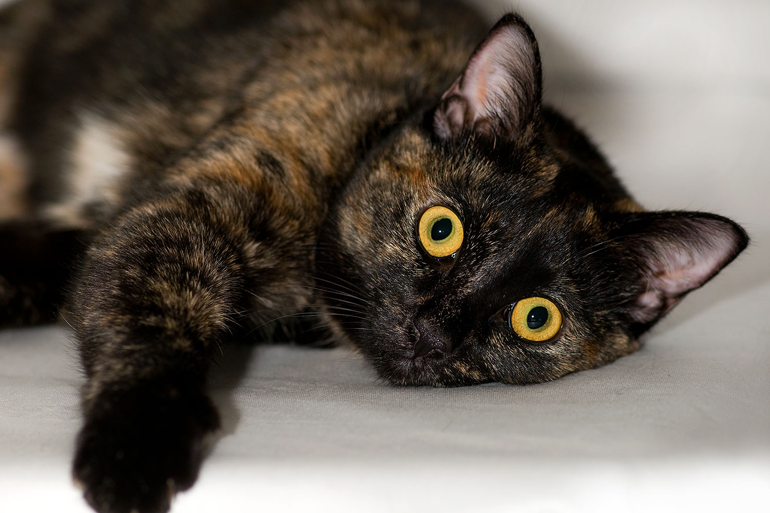 2009-01-13-tempe-saraphina-75359