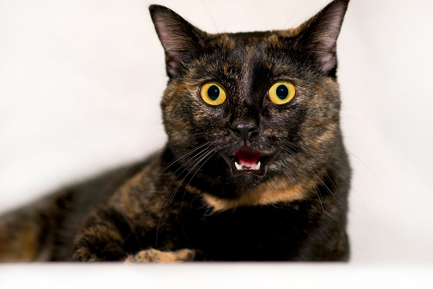 2009-01-13-tempe-saraphina-75376