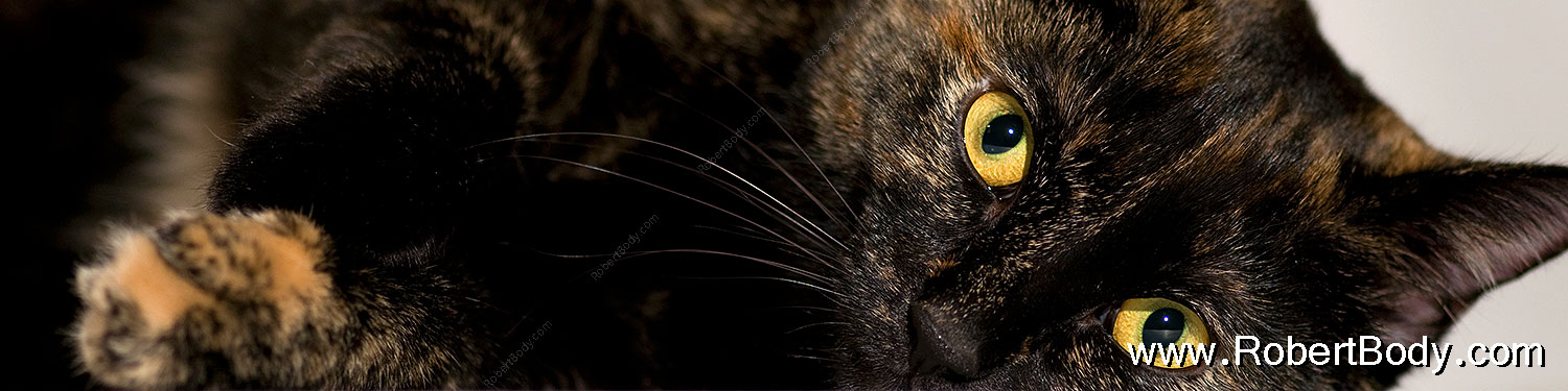 2009-01-13-tempe-saraphina-75383sp