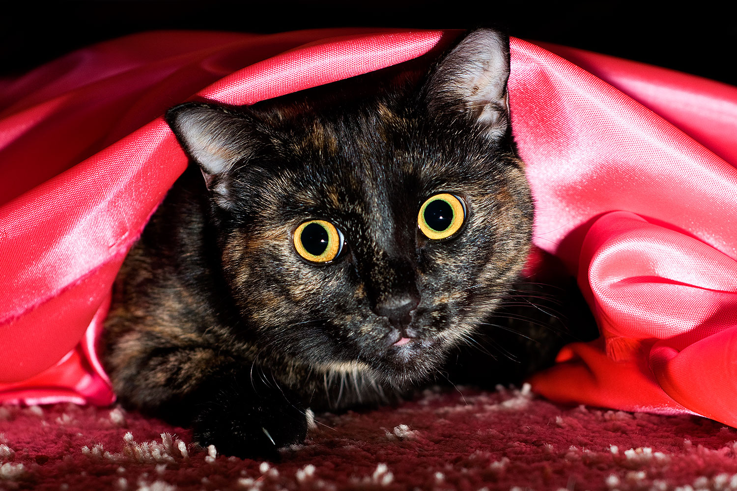 2009-01-14-tempe-saraphina-75719