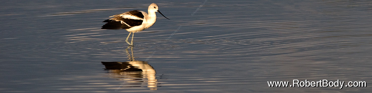 2009-01-24-gilb-rip-avocets-78747sp