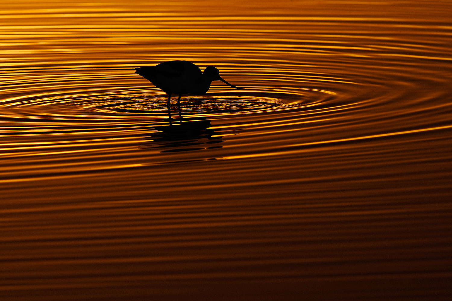 2009-02-05-riparian-eve-avocets-89030