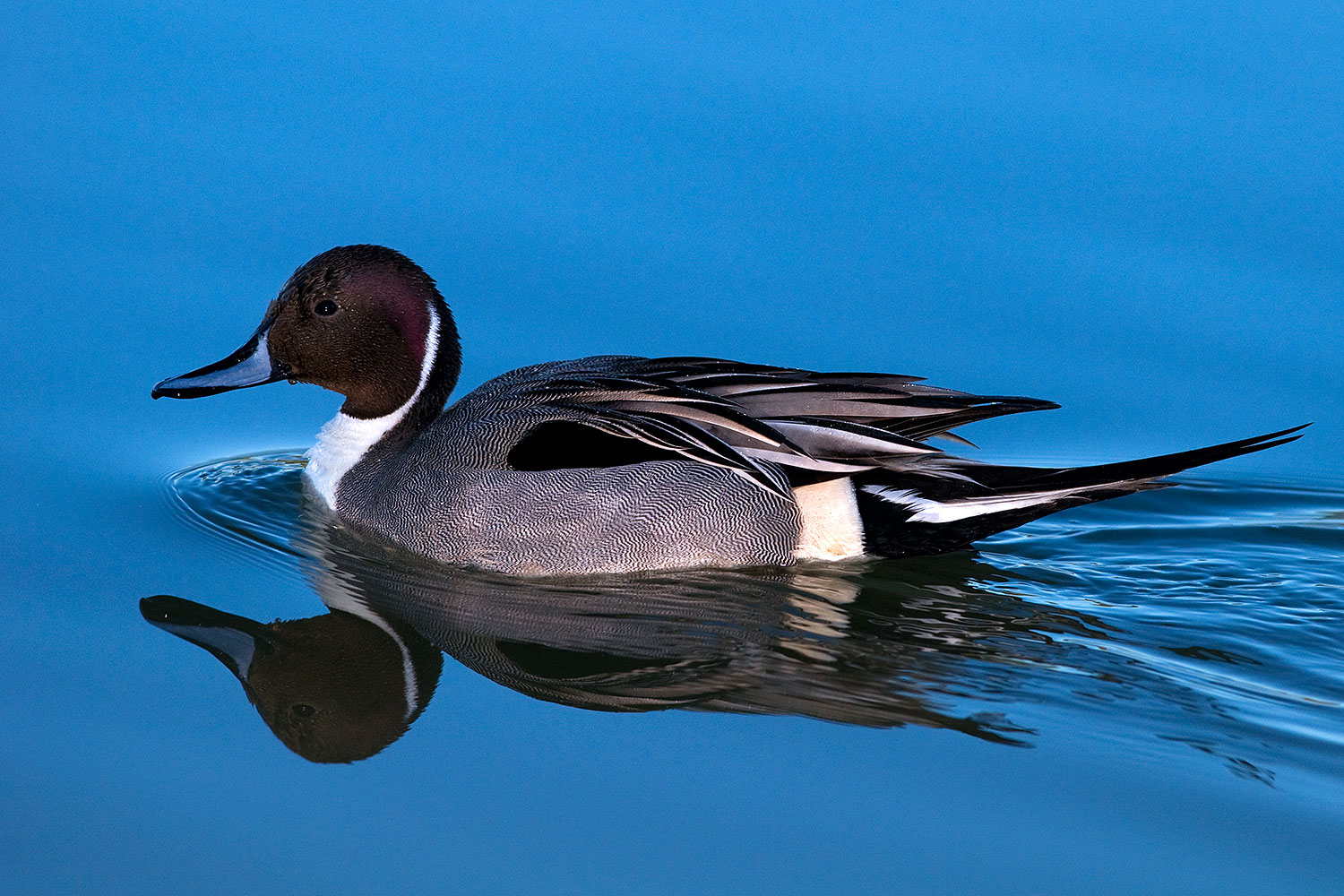 2009-02-07-riparian-pintails-89707