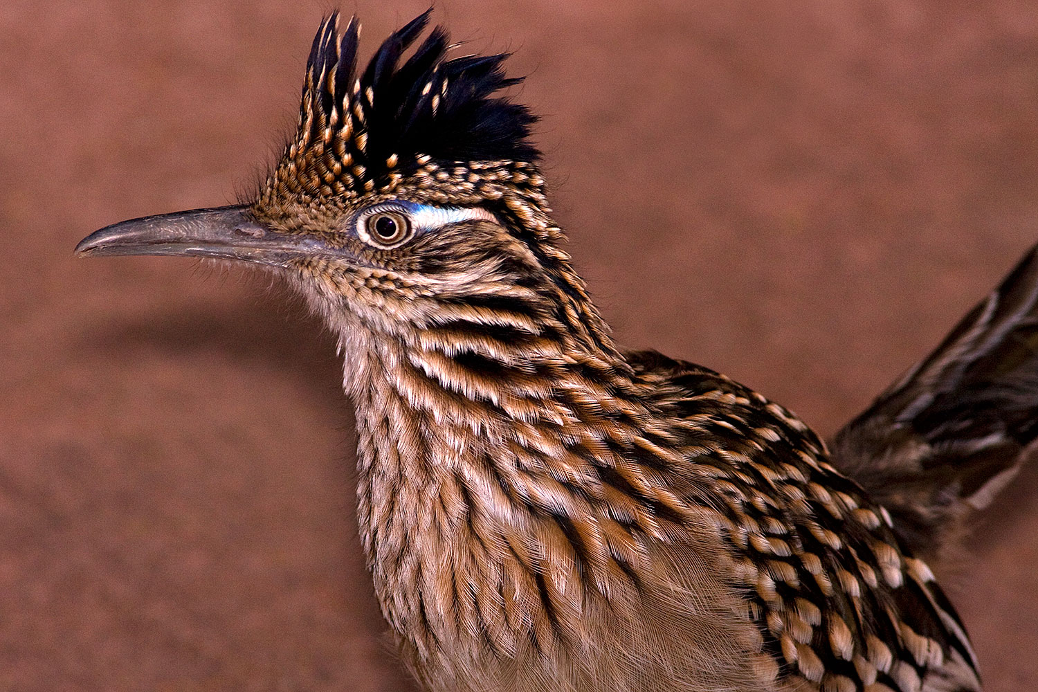 2009-02-22-phxzoo-runner-40d_2348