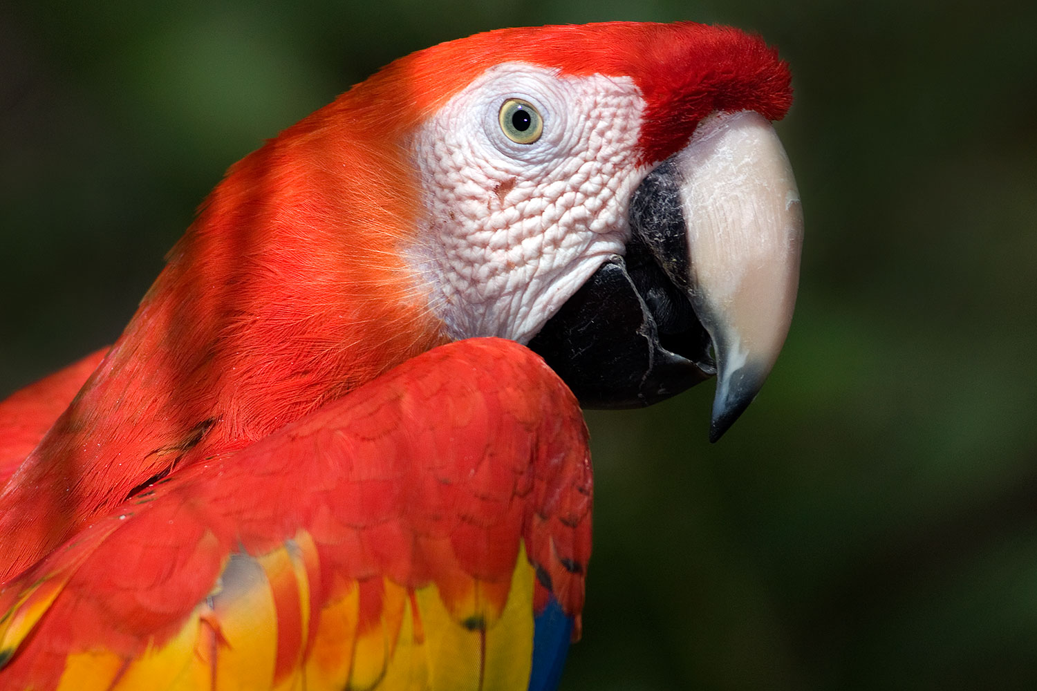 2009-02-22-phxzoo-scarlet-40d_2825