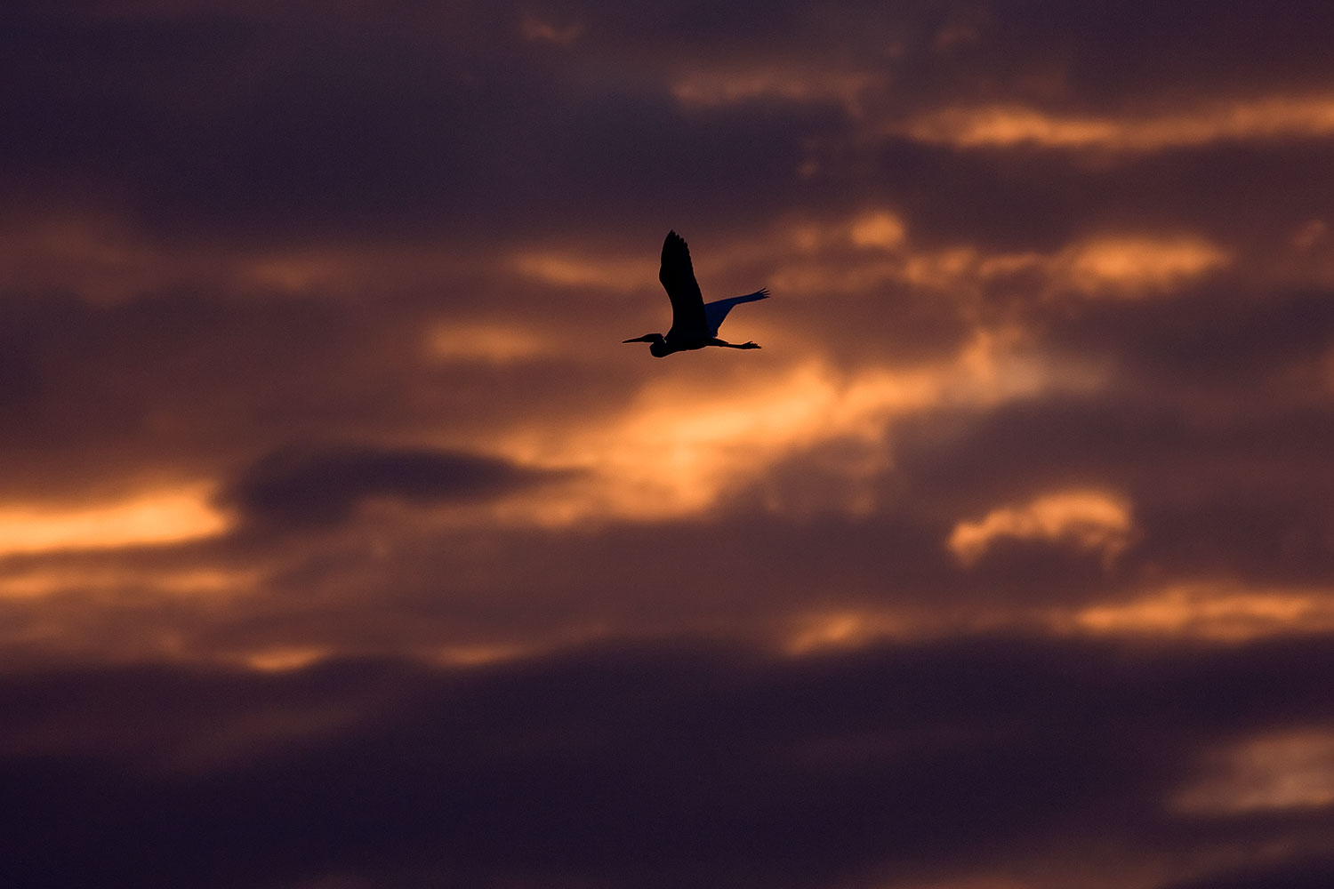 2009-02-22-riparian-egrets-40d_2016n