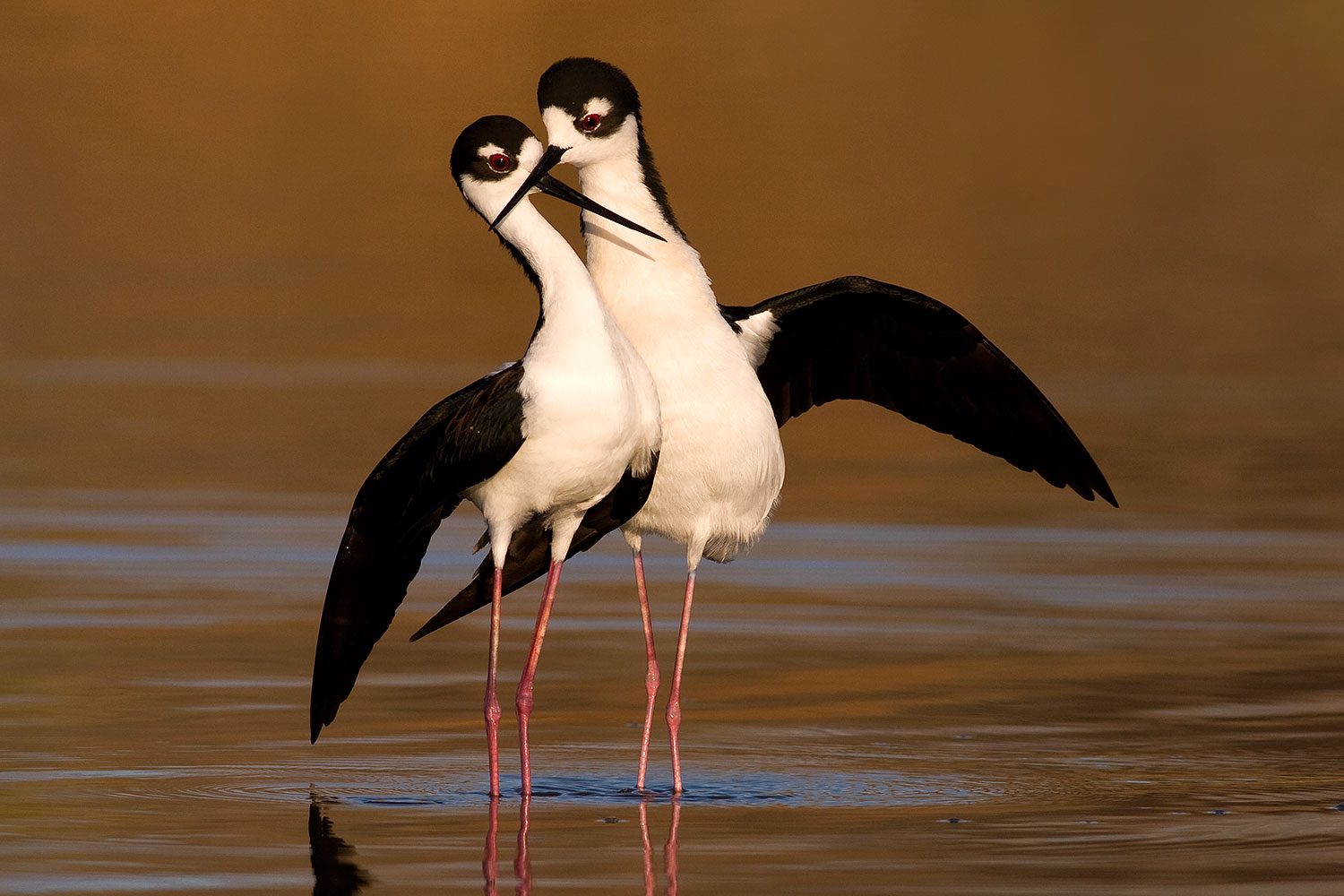 2009-02-24-riparian-stilts-40d_3695