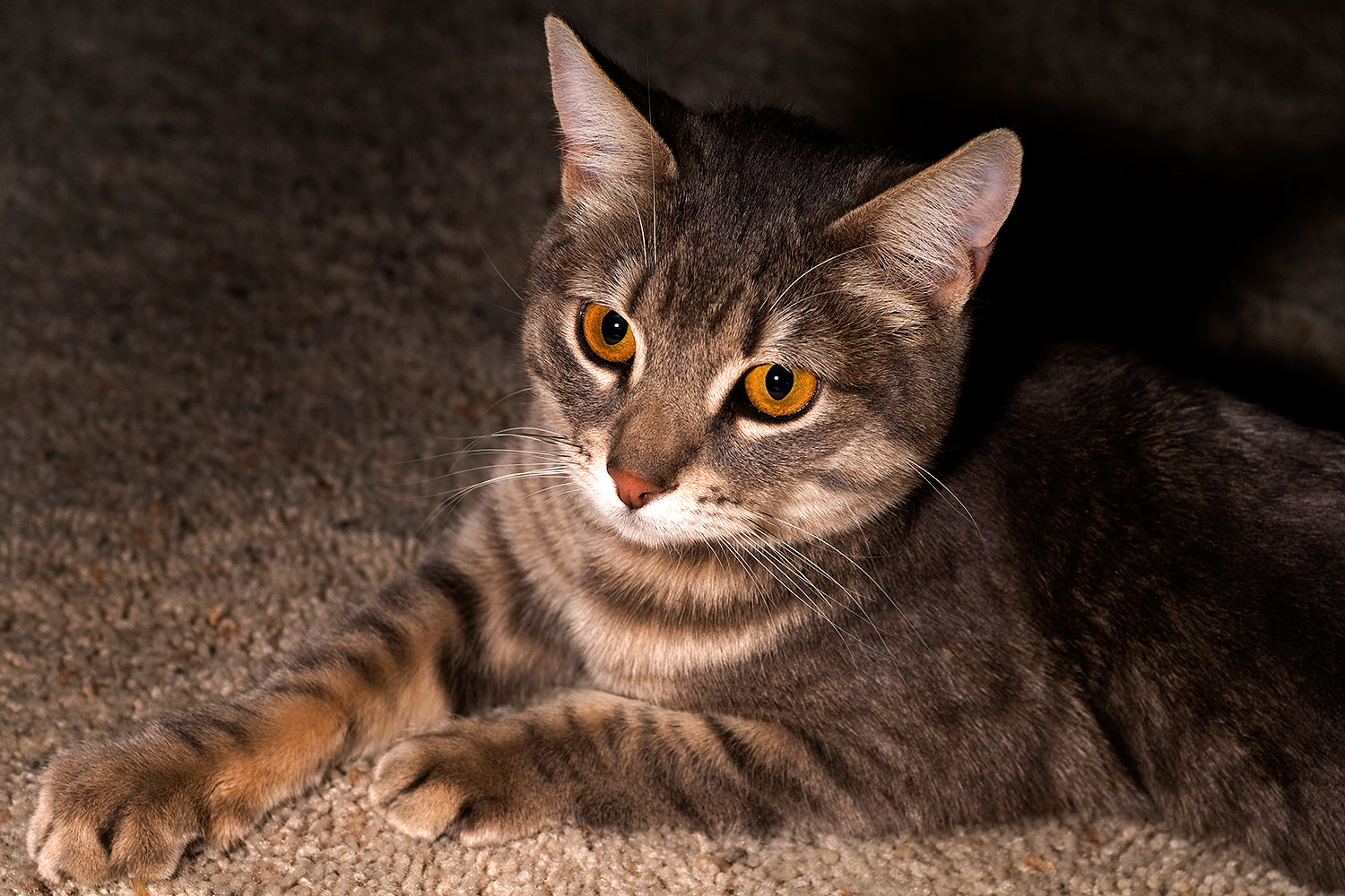 2009-03-29-tempe-ella-101912