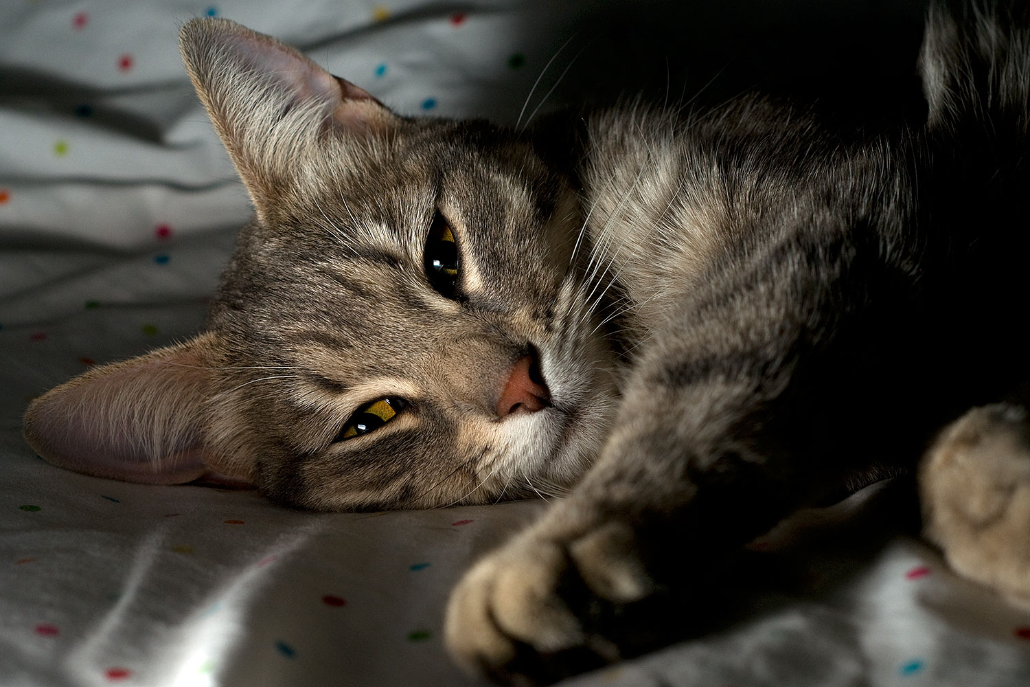 2009-03-30-tempe-ella-101997