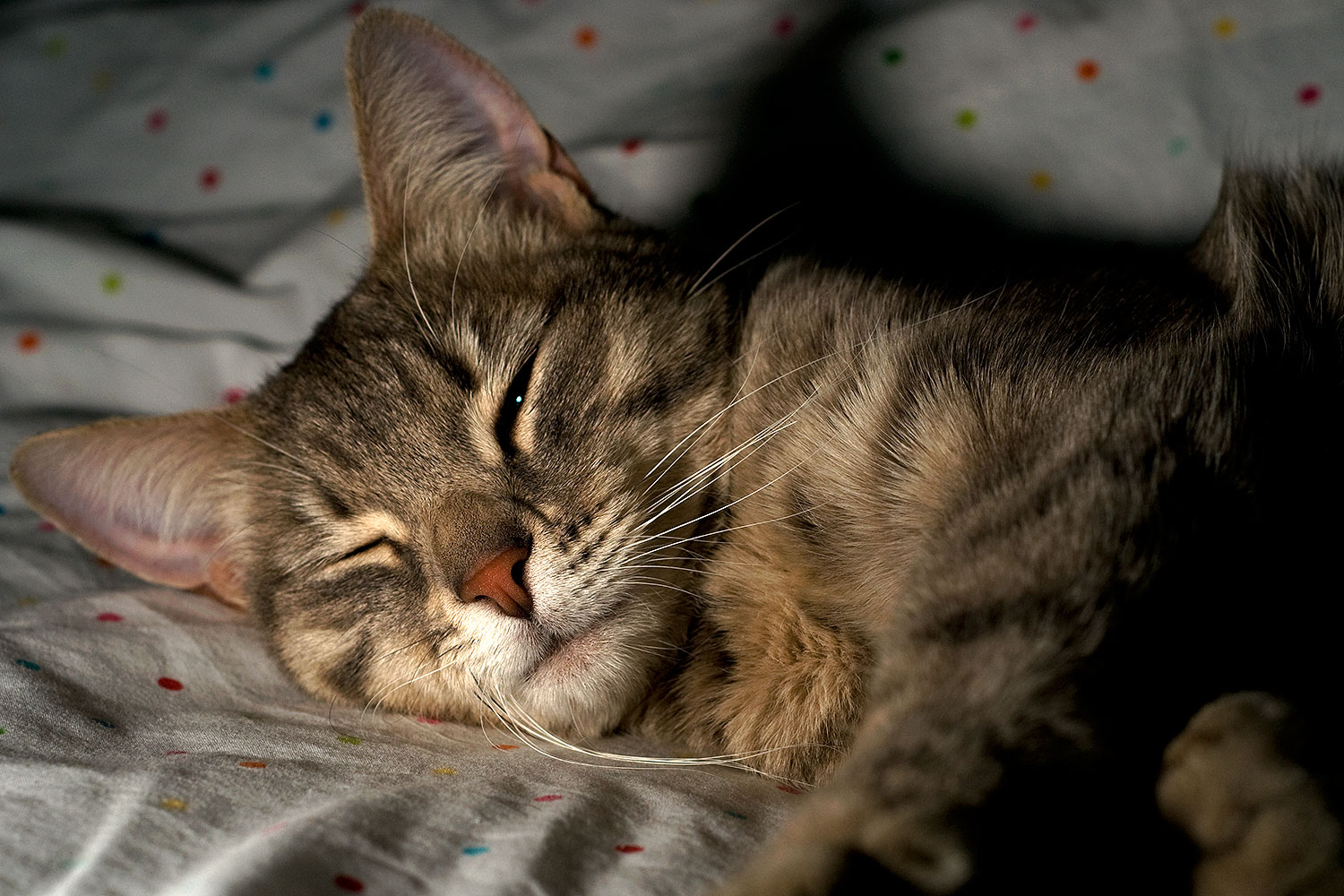 2009-03-30-tempe-ella-102003