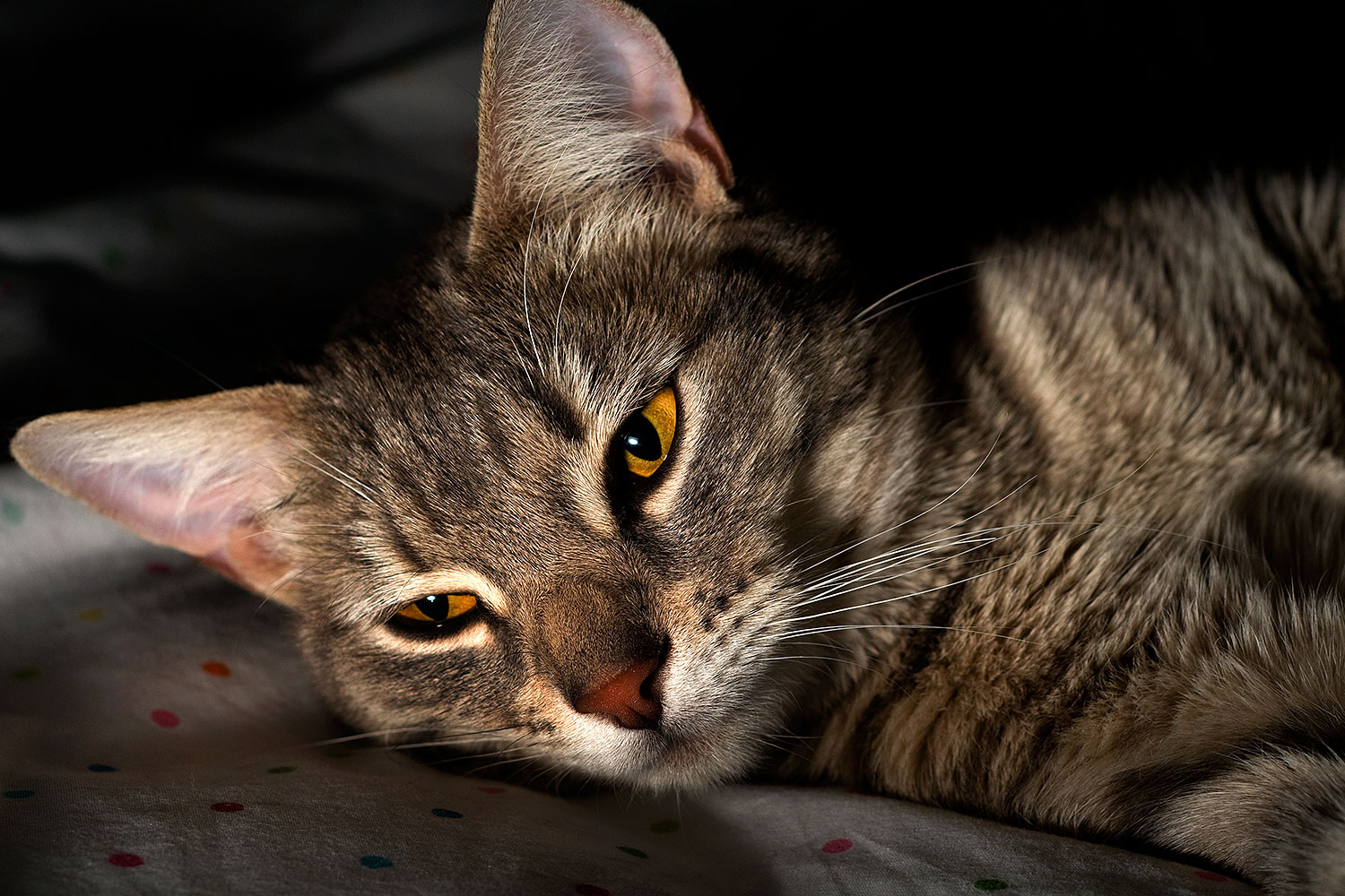 2009-03-31-tempe-ella-102285