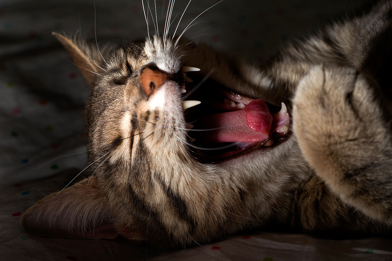 2009-04-01-tempe-ella-102391