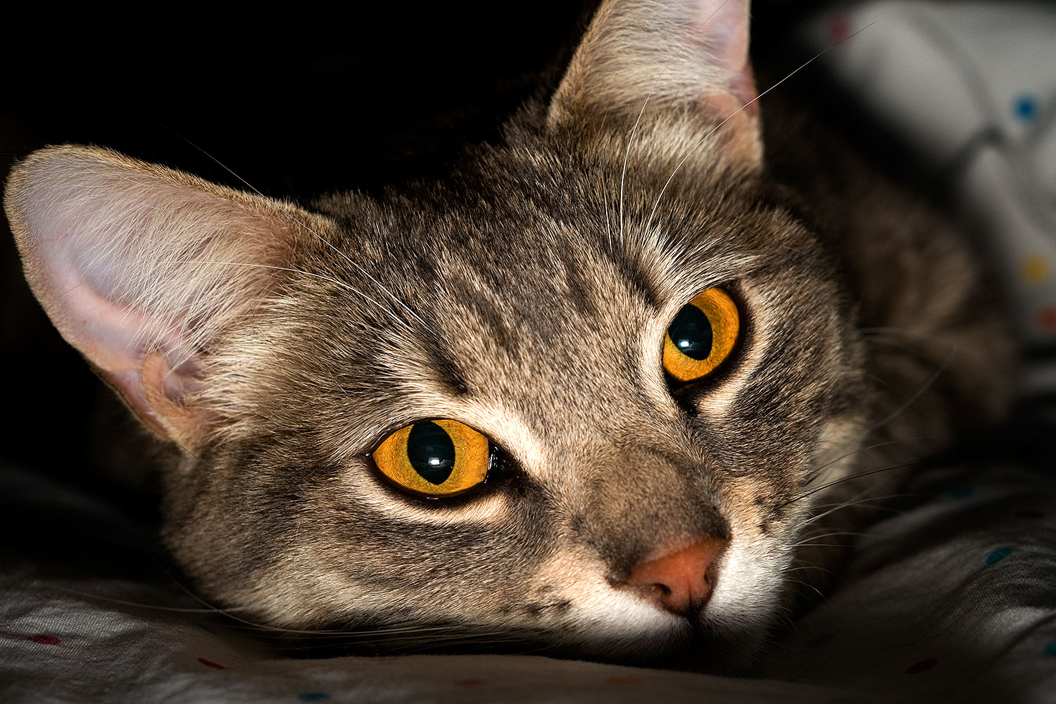 2009-04-01-tempe-ella-102479