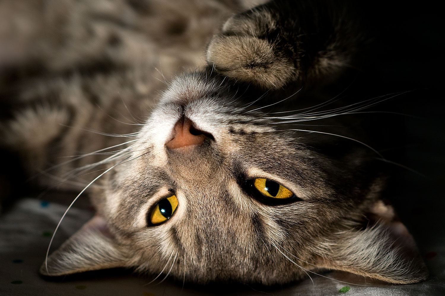 2009-04-02-tempe-ella-102574