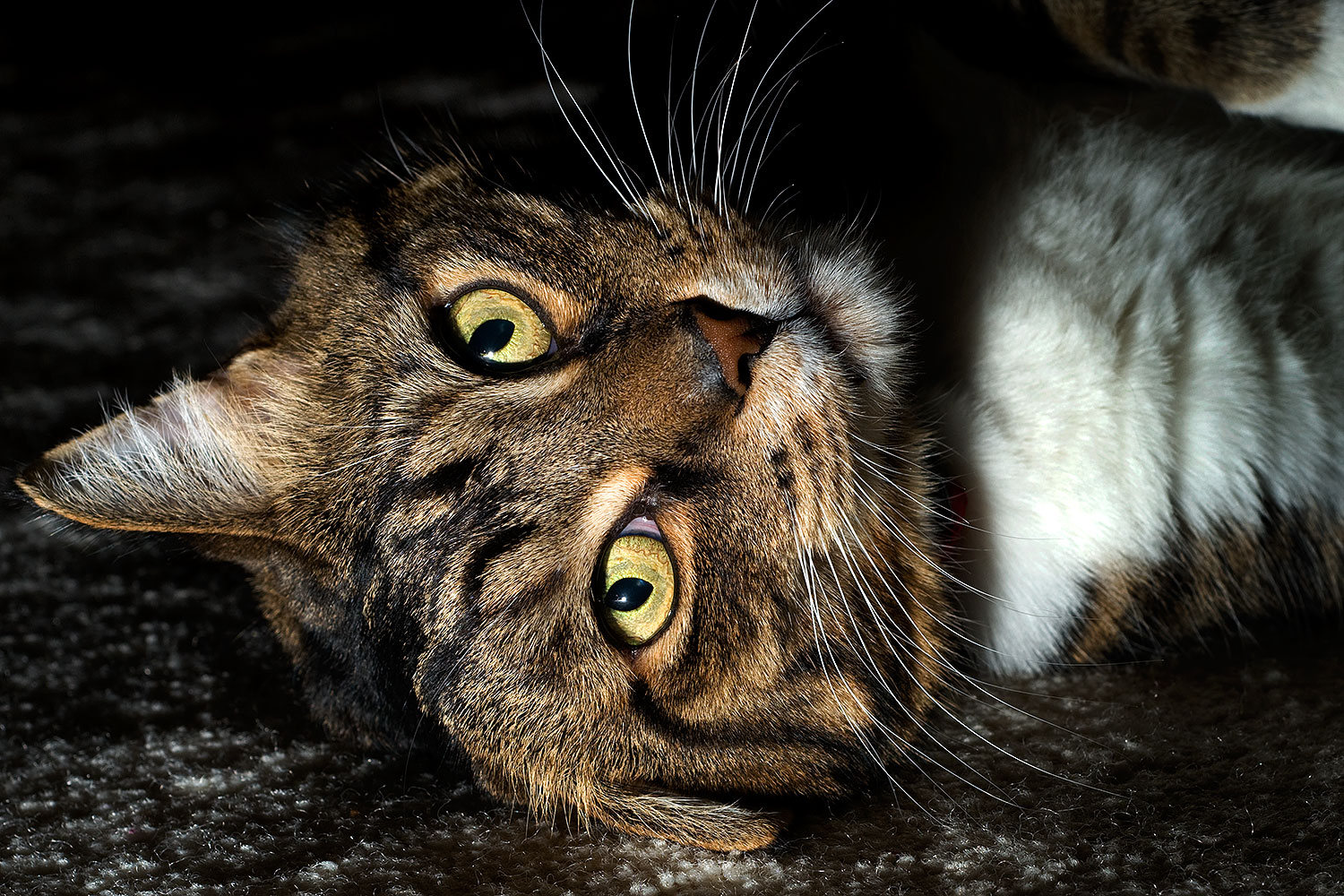 2010-01-05-mesa-leo-131568