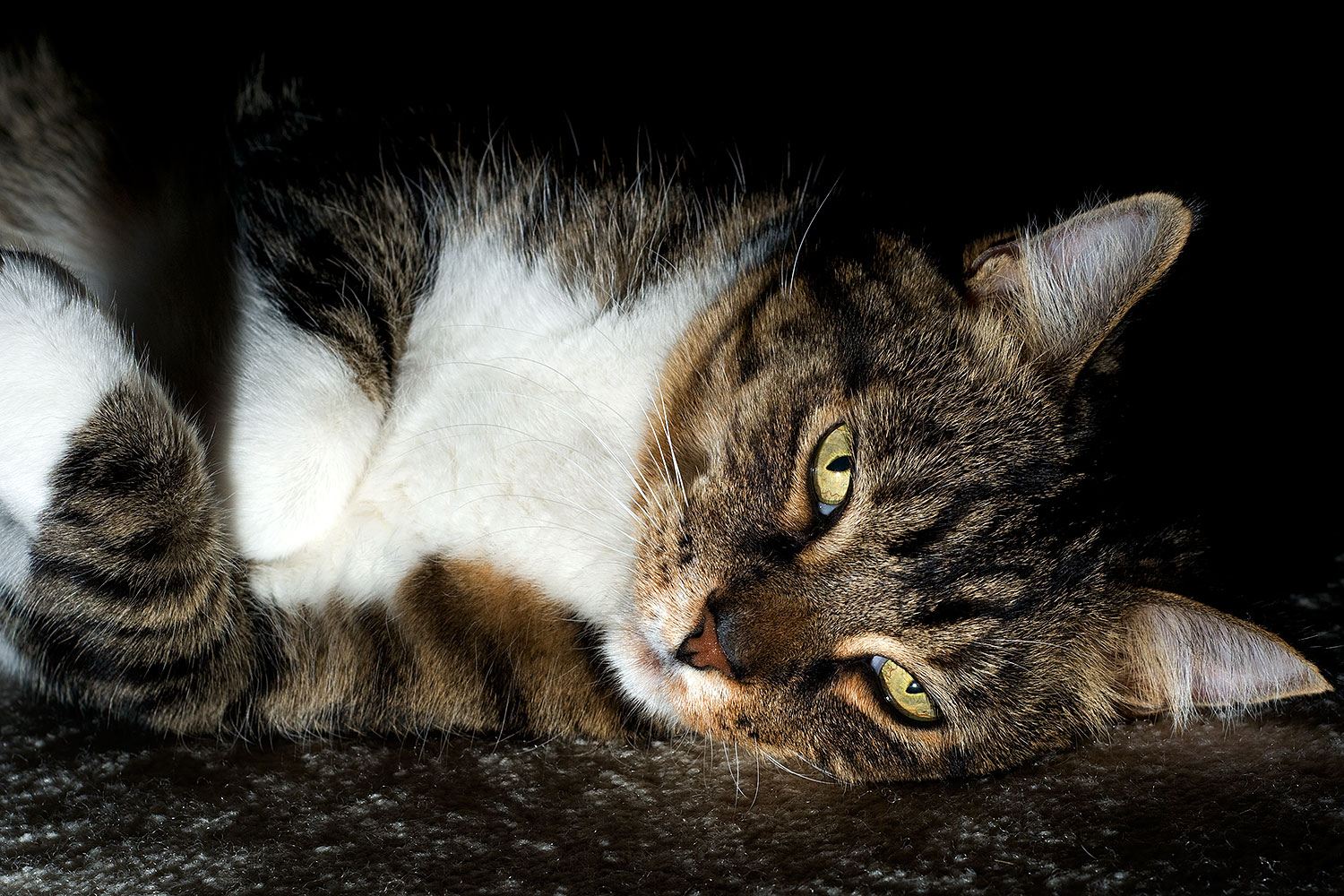 2010-01-05-mesa-leo-131576