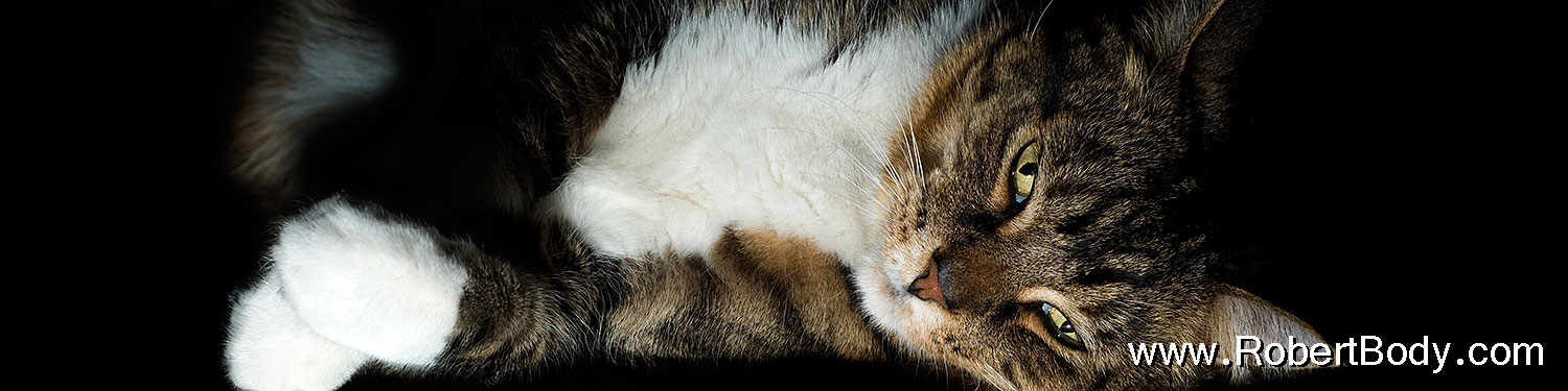 2010-01-05-mesa-leo-131580sp