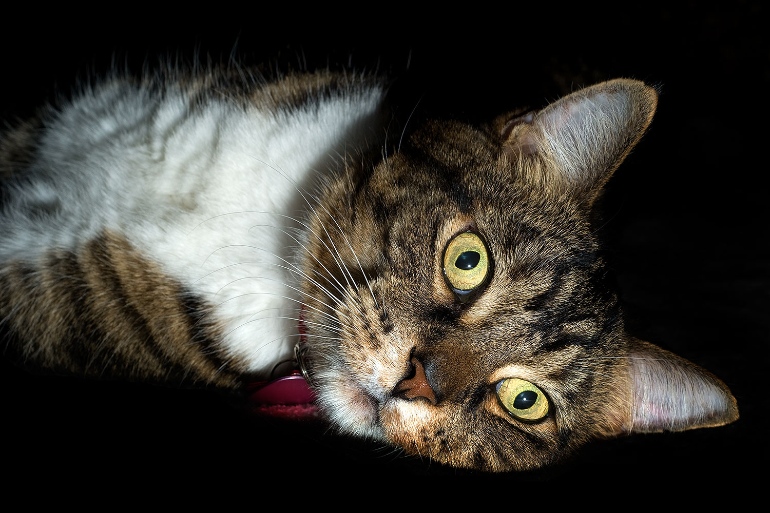 2010-01-05-mesa-leo-131622