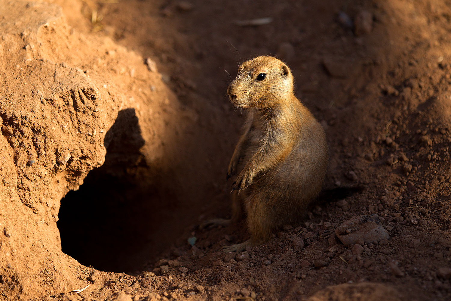 2010-07-28-zoo-prairie-dogs-19276