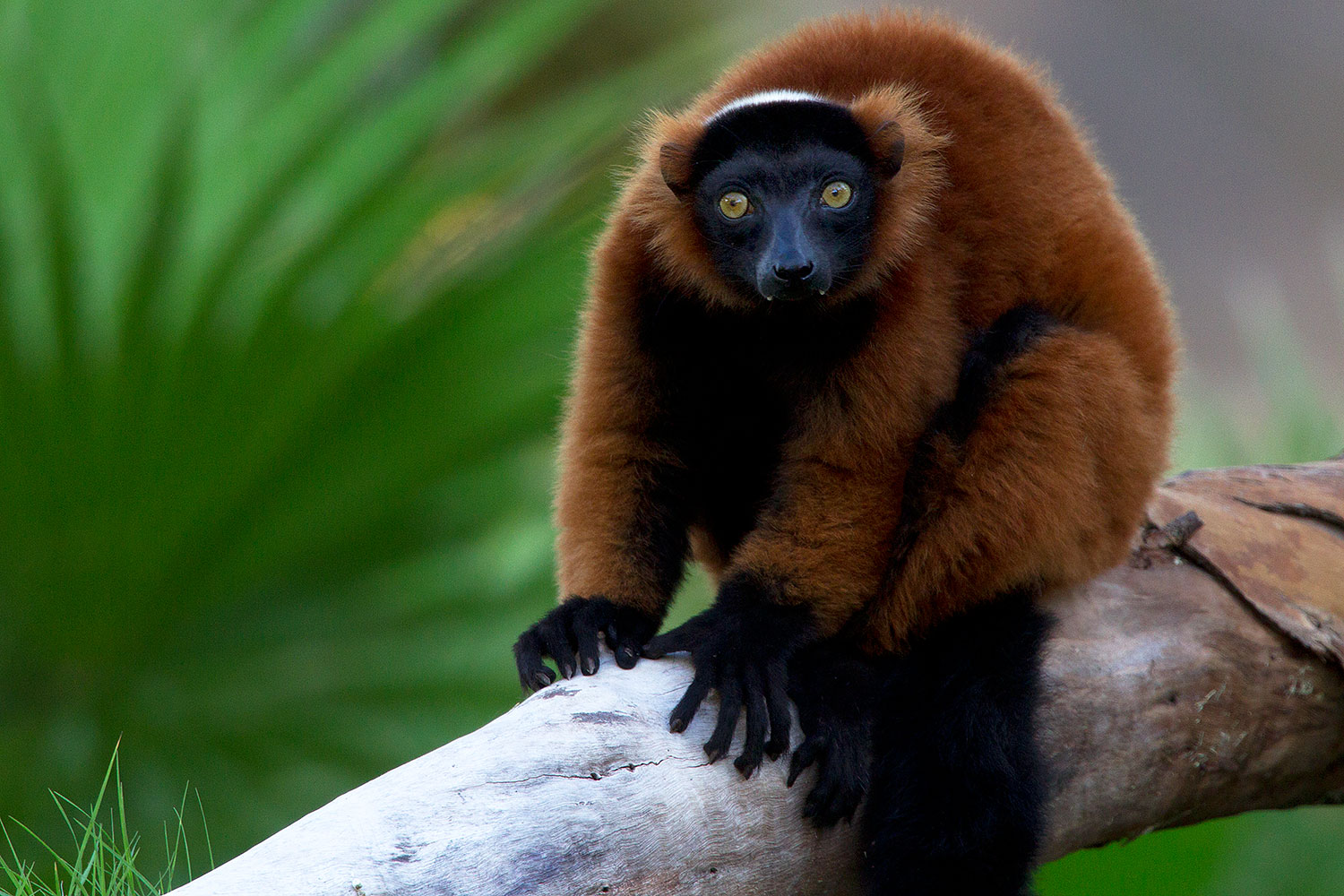 2010-08-19-zoo-lemurs-24963