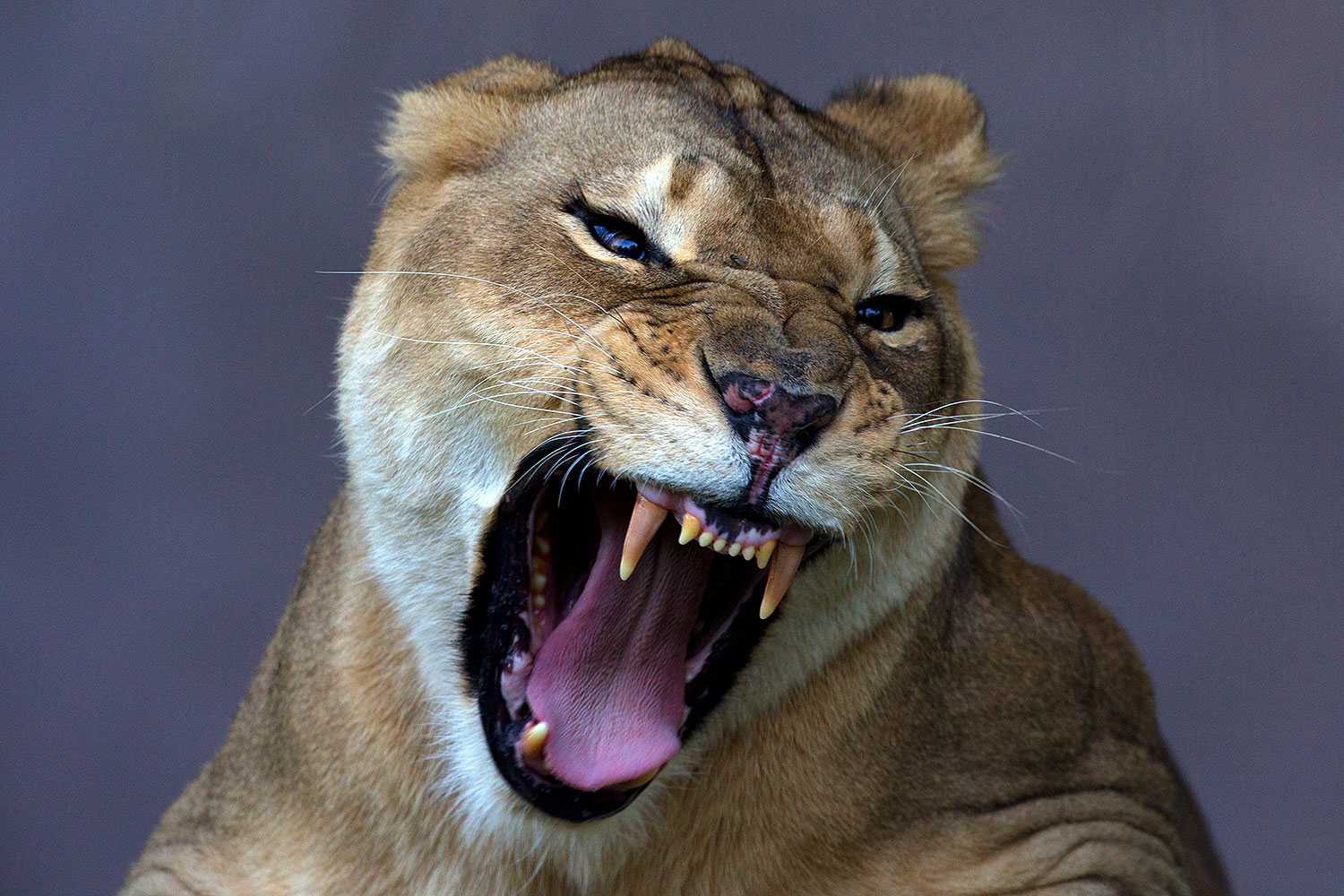 2010-08-20-zoo-lioness-25326