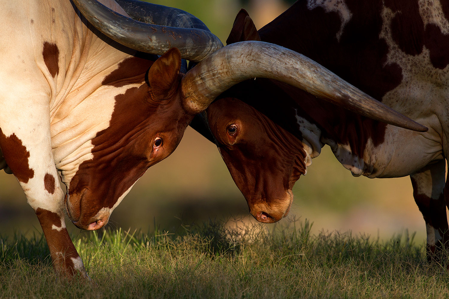 2010-08-20-zoo-longhorns-25591