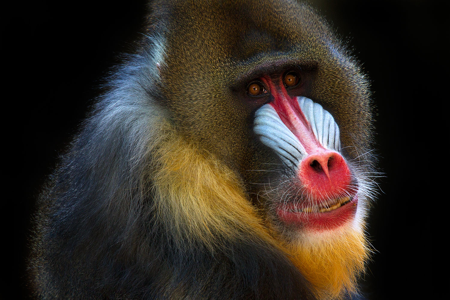2010-08-20-zoo-mandrill-25784