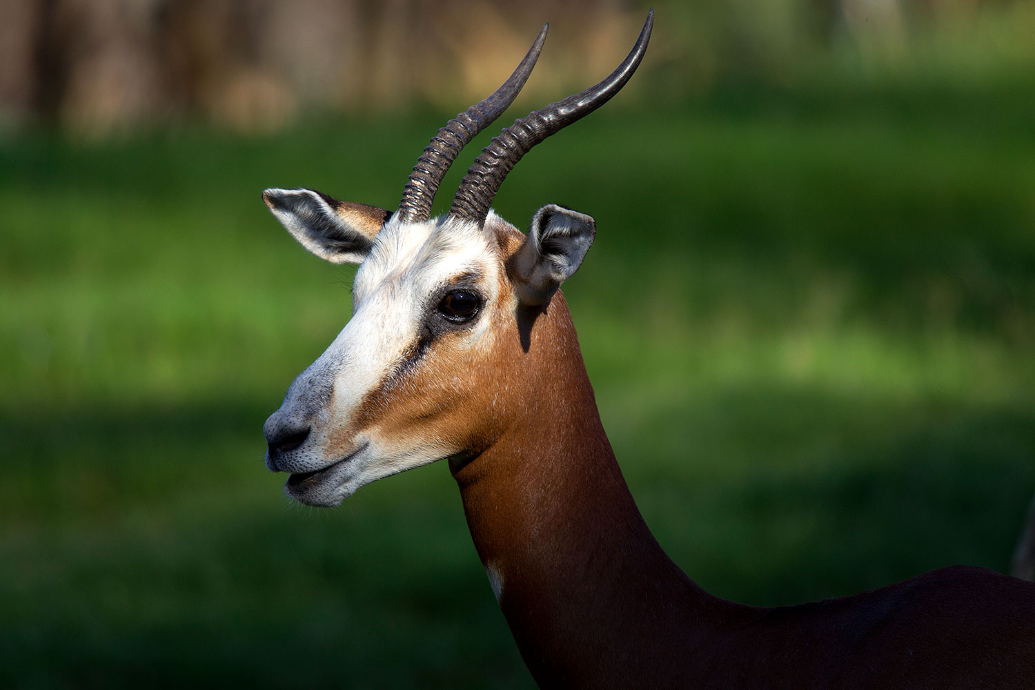 2010-08-20-zoo-mhorr-25856