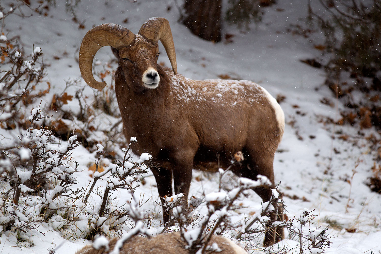 2011-01-09-ouray-bighorns-47987