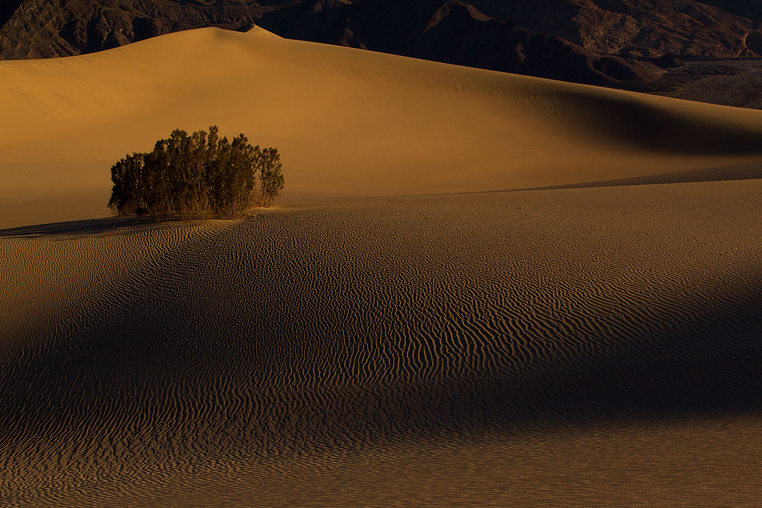 2011-05-27-dv-mesquite-dunes-72217