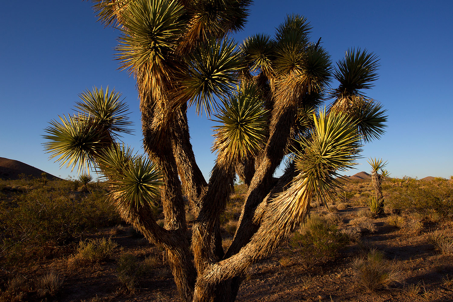 2011-06-14-yoshua-trees-76825