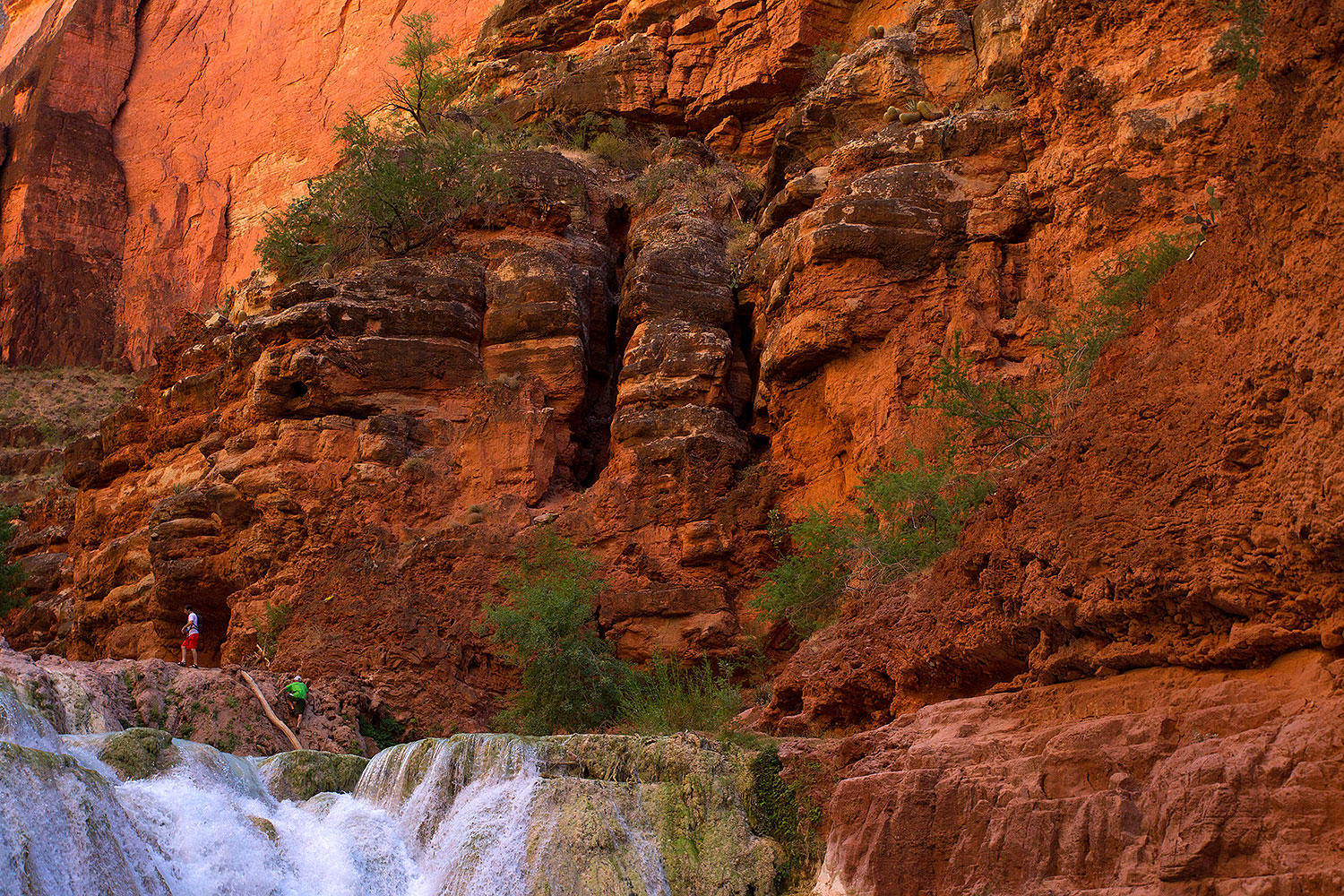 2011-06-25-havasu-beaver-79685