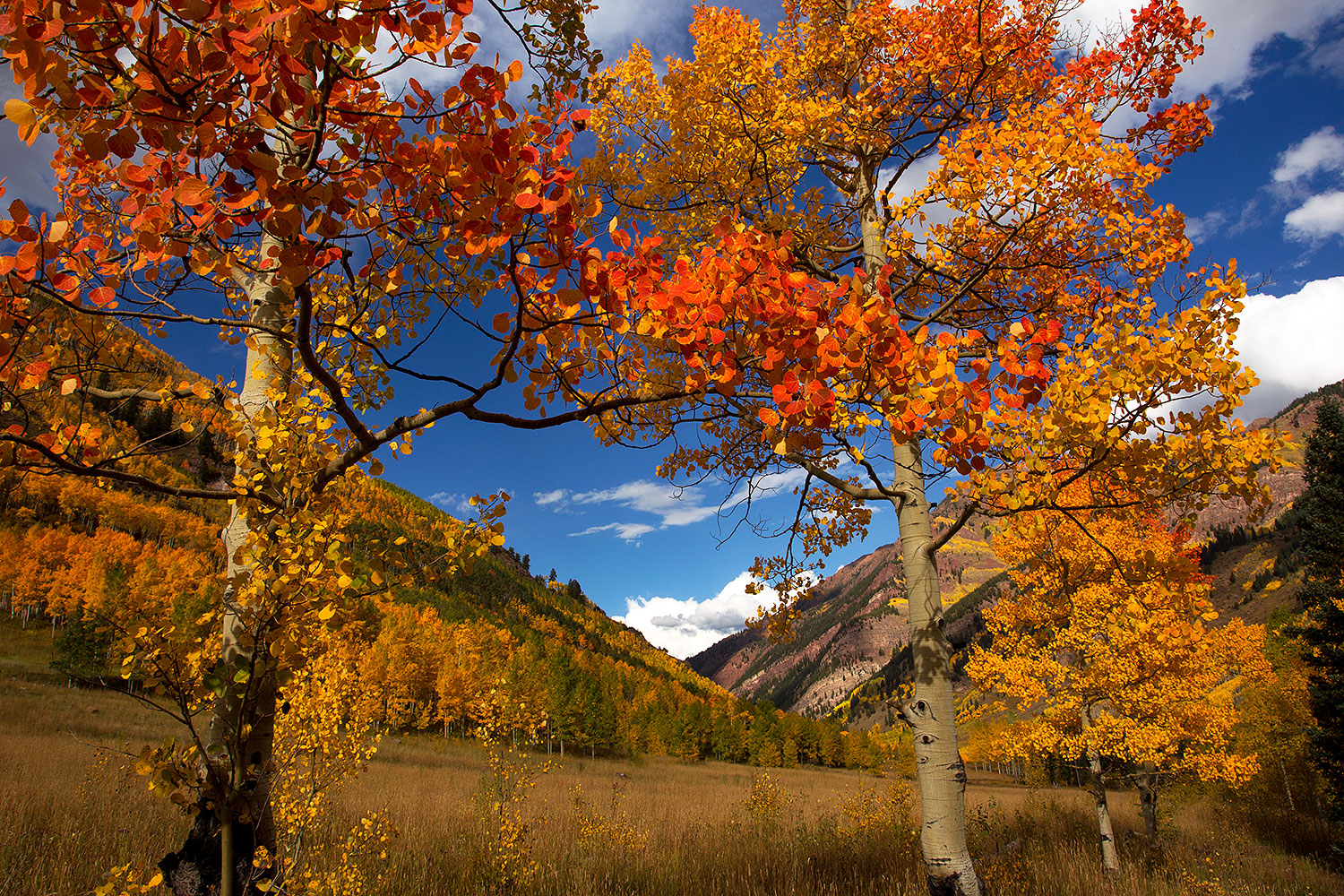 2011-10-02-maroon-trees-aft-103661
