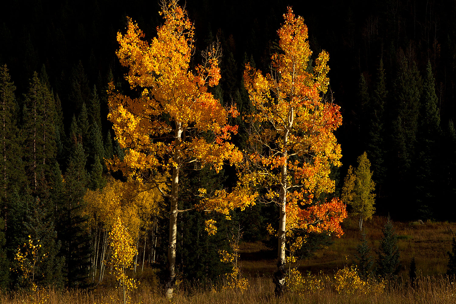 2011-10-03-maroon-trees-aft-104072