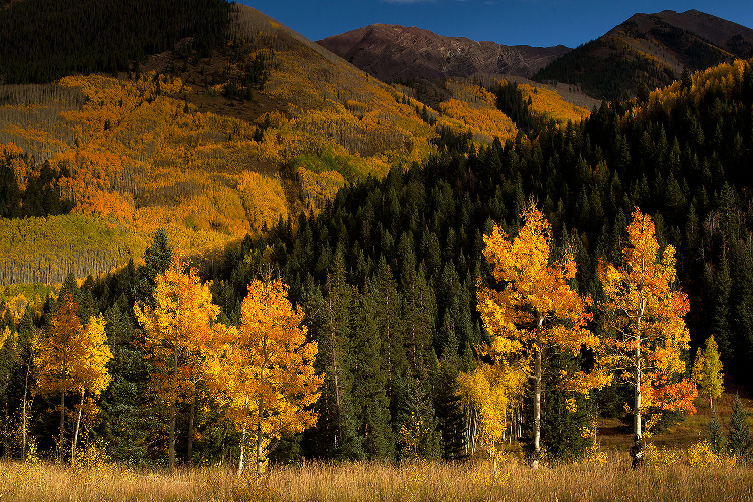 2011-10-03-maroon-trees-aft-104092